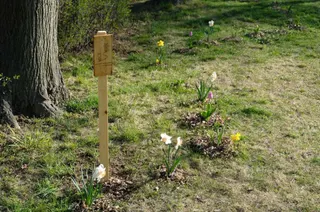 16.11.2019 proběhla výsadba tulipánů v Cholupickém parku – Velké díky patří Davidu Ježkovi